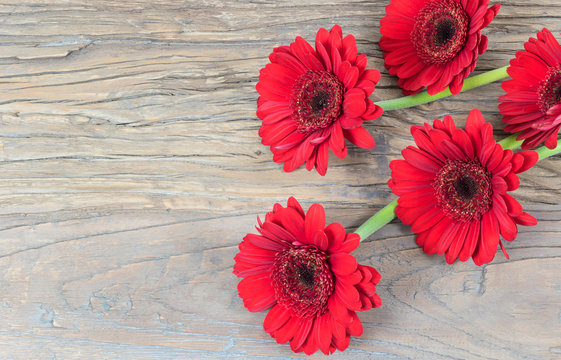 Red Gerber Daisies on wooden background.