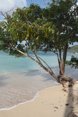 Fototapeta na wymiar Martinique plage Ste Anne 