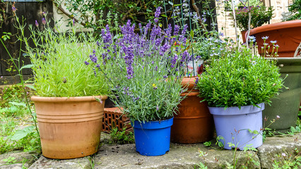 Kräutergarten