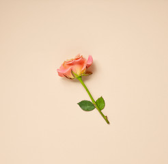 pink rose on beige background