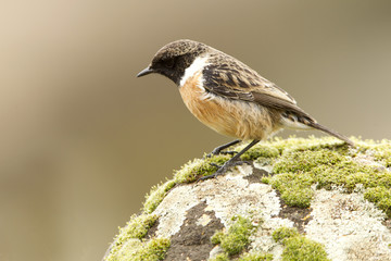 Male of Common stonechat. Saxicola rubicola