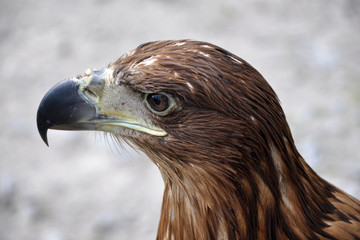 Head of a bird buzzard closeup with a curved beak