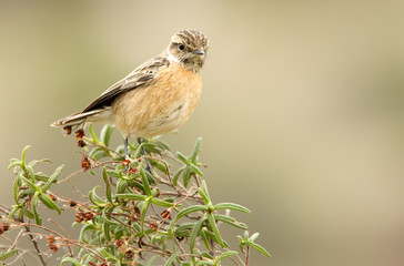 Female of Common stonechat. Saxicola rubicola.