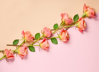 Obraz na płótnie Canvas pink roses on colorful paper background