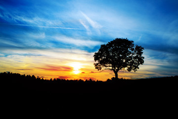 Fototapeta na wymiar Sunrise with tree.