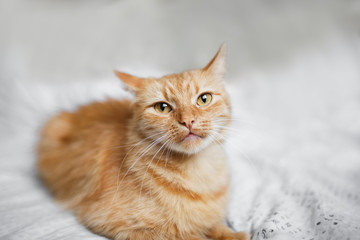Fluffy ginger cat on a light background