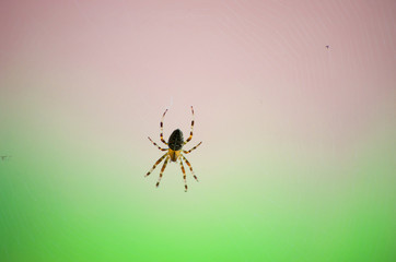 Spider, Araneus diadematus