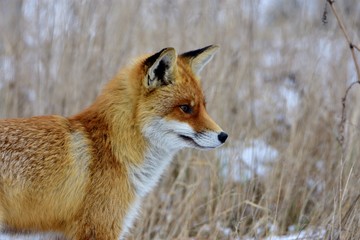 Fototapeta premium A red fox in winter