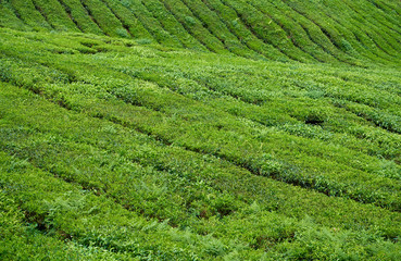 Tea Plantation