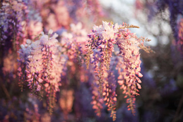 Beautiful wisteria flowers are blooming in spring on the sunset