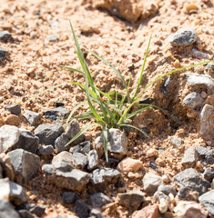 grass in the outdoors rocks