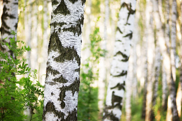 summer in sunny birch forest