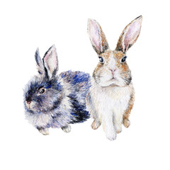 Watercolor illustration of couple of cute rabbits isolated on white. Easter bunnies