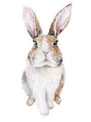 Watercolor bunny isolated on white. Easter rabbit