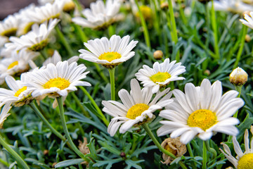 Obraz premium Sea of white flowers in the green