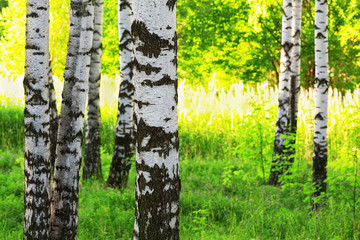 Obraz premium summer in sunny birch forest