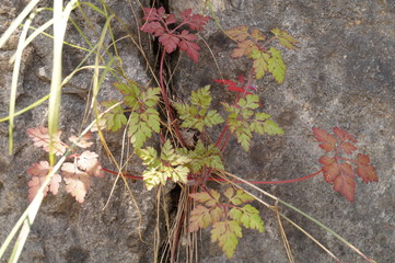 Plant with colorful leaves that grows on rock