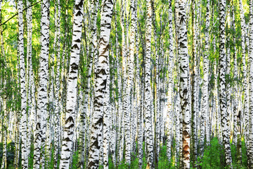 summer in sunny birch forest - 135611596