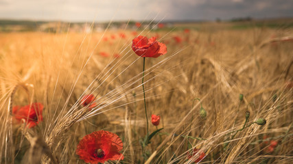 Fototapeta premium Klatschmohn im Getreidefeld