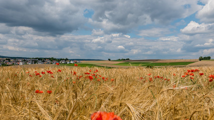 Klatschmohn im Getreidefeld