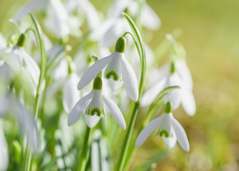 Obraz premium Spring snowdrops flower. Early spring close-up flowers with bright sunlight. 