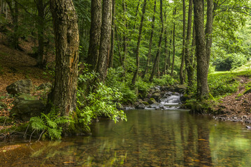 Fototapeta na wymiar Mountain stream surrounded by alders.
