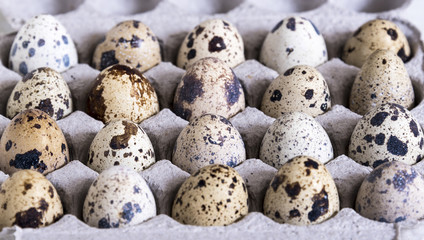 Obraz premium Quil eggs