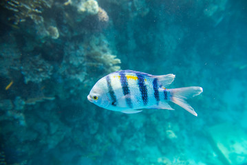 one blue striped fish in the Red Sea