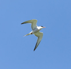 seagull on a background of blue sky