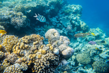 Plakat beautiful and diverse coral reef with fishes of the red sea in Egypt, shooting under water