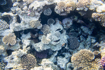 beautiful and diverse coral reef with fishes of the red sea in Egypt, shooting under water