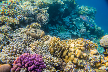 Fototapeta na wymiar beautiful and diverse coral reef with fishes of the red sea in Egypt, shooting under water
