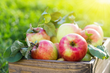 Apples in wooden crate in garden