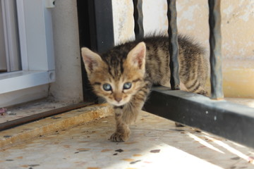 Obraz premium Katze