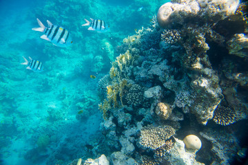 beautiful and diverse coral reef with fishes of the red sea in Egypt, shooting under water