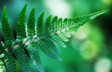 Fern leaves on a green background (lat. Polypodiophyta).