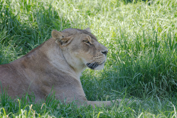 lioness