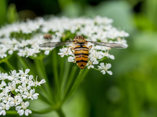 Schwebfliege