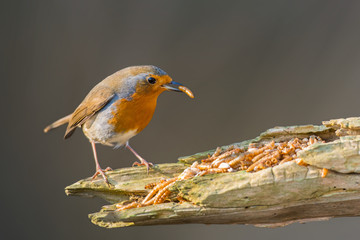 Fototapeta premium Robin bird 