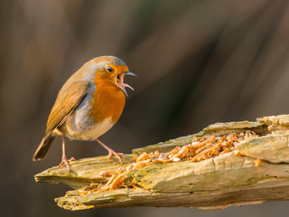 Robin bird 