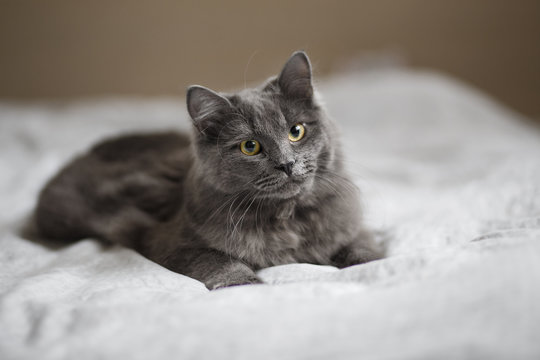 Fluffy gray cat lying on a light blanket