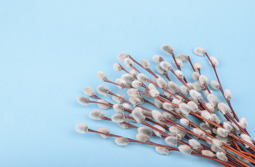 Willow twigs on blue background