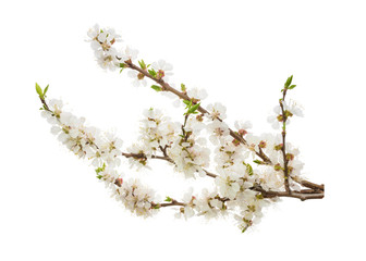 Apricot flowers isolated on white. without shadow