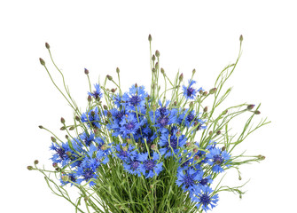 Cornflowers isolated on white without shadow