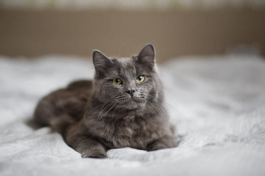 Fluffy gray cat lying on a light blanket