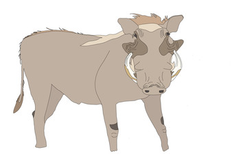 Warthog seen from front
