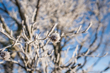 iced tree