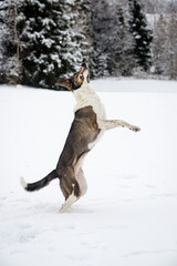 Obraz na płótnie Canvas happy dog is playing in the snow