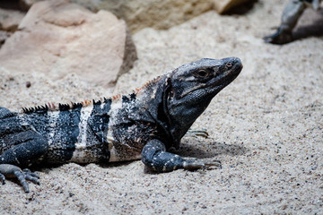 lizzard in the field