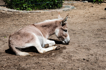 wild donkey in the field
